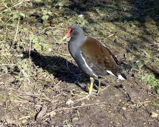 moorhen